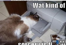 Tags: cat, funny, lolcats, wat (Pict. in LOLCats, LOLDogs and cute animals)