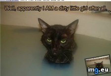 Tags: cat, funny, lolcats (Pict. in LOLCats, LOLDogs and cute animals)