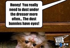 Tags: bunny, cat, dust, funny, lolcats, record, world (Pict. in LOLCats, LOLDogs and cute animals)