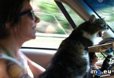 Tags: cat, drive, funny, grandma, lolcats, you (Pict. in LOLCats, LOLDogs and cute animals)