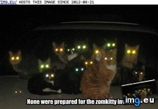 Tags: cat, funny, lolcats, zomkitties (Pict. in LOLCats, LOLDogs and cute animals)