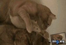 Tags: cat, funny, had, job, one, you (GIF in My r/FUNNY favs)