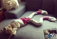 Tags: cats, funny, tights, wearing (Pict. in My r/FUNNY favs)