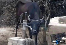 Tags: all, cow, funny, pump, water (GIF in My r/FUNNY favs)