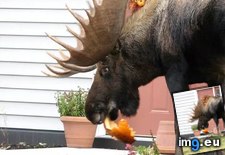 Tags: damn, eating, funny, moose, pumpkin (Pict. in My r/FUNNY favs)