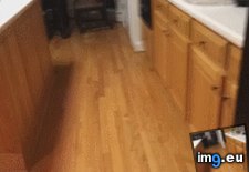 Tags: did, fridge, funny, heard, opening (GIF in My r/FUNNY favs)