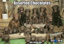 Tags: assorted, chocolates, dog, funny, has, hotdog (Pict. in LOLCats, LOLDogs and cute animals)