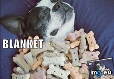 Tags: blanket, cookiez, dog, funny, has, hotdog (Pict. in LOLCats, LOLDogs and cute animals)