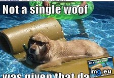 Tags: chillaxin, dog, funny, has, hotdog, max, teh (Pict. in LOLCats, LOLDogs and cute animals)