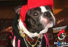 Tags: dang, dog, feels, funny, gangsta, good, has, hotdog (Pict. in LOLCats, LOLDogs and cute animals)
