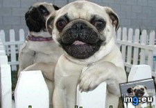 Tags: day, dog, empathetic, funny, has, hear, hotdog, pug (Pict. in LOLCats, LOLDogs and cute animals)