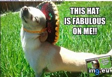 Tags: dog, fabulous, fashion, funny, has, hotdog (Pict. in LOLCats, LOLDogs and cute animals)