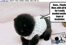 Tags: dog, funny, gee, has, hotdog (Pict. in LOLCats, LOLDogs and cute animals)