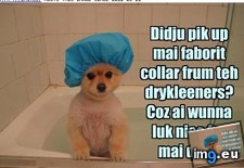 Tags: dog, funny, gittin, has, hotdog, reddy (Pict. in LOLCats, LOLDogs and cute animals)