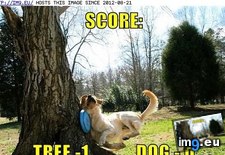 Tags: dog, funny, goggie, has, hotdog, tree (Pict. in LOLCats, LOLDogs and cute animals)