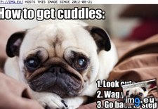 Tags: cuddles, dog, funny, get, has, hotdog, how (Pict. in LOLCats, LOLDogs and cute animals)