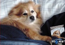 Tags: dog, funny, has, hotdog, receipt (Pict. in LOLCats, LOLDogs and cute animals)