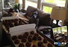 Tags: dog, funny, has, hotdog, meetballz, missin (Pict. in LOLCats, LOLDogs and cute animals)