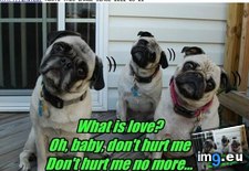 Tags: dog, funny, has, hotdog, night, pugsbury (Pict. in LOLCats, LOLDogs and cute animals)