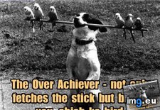 Tags: achiever, dog, funny, has, hotdog (Pict. in LOLCats, LOLDogs and cute animals)