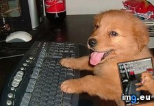 Tags: dog, facebook, funny, has, hotdog, not, play, wif (Pict. in LOLCats, LOLDogs and cute animals)