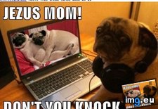 Tags: dog, funny, has, hotdog, private, time (Pict. in LOLCats, LOLDogs and cute animals)