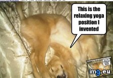 Tags: dog, funny, has, hotdog, relaxin, shur (Pict. in LOLCats, LOLDogs and cute animals)