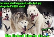 Tags: dog, funny, has, hotdog, mush, say, you (Pict. in LOLCats, LOLDogs and cute animals)