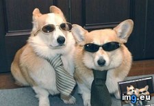 Tags: agent, dog, funny, goggies, has, hotdog, secret (Pict. in LOLCats, LOLDogs and cute animals)