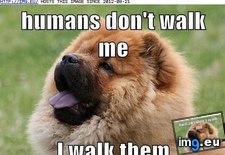 Tags: boss, dog, funny, has, hotdog, show, who (Pict. in LOLCats, LOLDogs and cute animals)