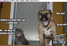 Tags: dog, dumping, funny, has, hotdog, why (Pict. in LOLCats, LOLDogs and cute animals)