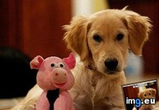 Tags: are, bacon, dog, friends, funny, has, hotdog (Pict. in LOLCats, LOLDogs and cute animals)