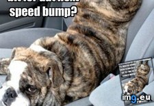Tags: bumps, dog, funny, has, hotdog, speed (Pict. in LOLCats, LOLDogs and cute animals)