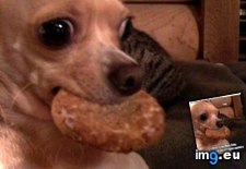 Tags: are, cookies, dog, funny, has, hotdog, lie, not (Pict. in LOLCats, LOLDogs and cute animals)