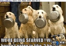 Tags: dog, face, funny, has, hotdog, starvation (Pict. in LOLCats, LOLDogs and cute animals)