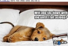 Tags: dog, funny, has, hotdog, tuck (Pict. in LOLCats, LOLDogs and cute animals)