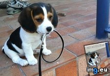 Tags: dog, funny, has, hotdog, plz, walkies (Pict. in LOLCats, LOLDogs and cute animals)