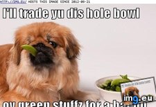 Tags: dog, funny, green, has, hotdog, stuffz, yukky (Pict. in LOLCats, LOLDogs and cute animals)