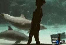 Tags: dolphins, entertaining, funny (GIF in My r/FUNNY favs)