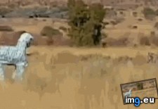 Tags: fitting, funny, hard (GIF in My r/FUNNY favs)