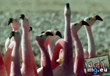 Tags: curious, flamingos, flock, funny, pink (GIF in My r/FUNNY favs)