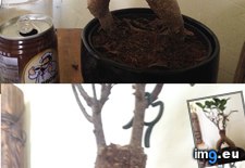 Tags: friends, funny, house, man, plant (Pict. in My r/FUNNY favs)