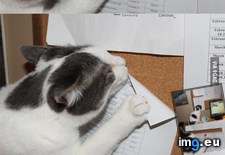 Tags: cat, funny, genius (Pict. in My r/FUNNY favs)