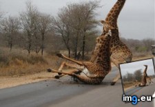 Tags: fall, funny, giraffe, trust (Pict. in My r/FUNNY favs)
