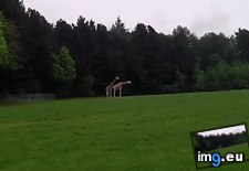 Tags: funny, giraffes, sex, worse (GIF in My r/FUNNY favs)