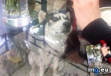 Tags: bbqs, funny, glass, pooch, prolonged, torment (Pict. in My r/FUNNY favs)