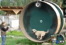 Tags: dogs, for, funny, hamster, wheel (GIF in My r/FUNNY favs)