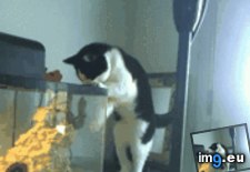 Tags: funny, paw, tank, thinks (GIF in My r/FUNNY favs)