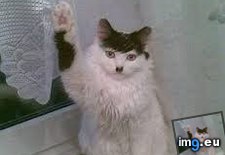 Tags: funny, heil, kitler (Pict. in My r/FUNNY favs)