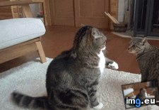 Tags: aah, funny, high (GIF in My r/FUNNY favs)